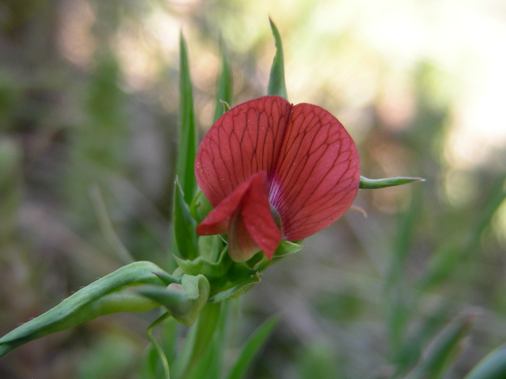 Piccolo fiore rosso ... Lathyrus cicera